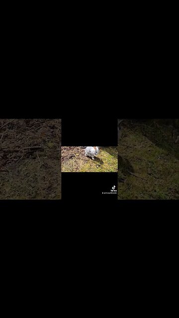 #bunny #viral #wildlife #epicmoment #wow #trending #ytshort #ytshortscanada