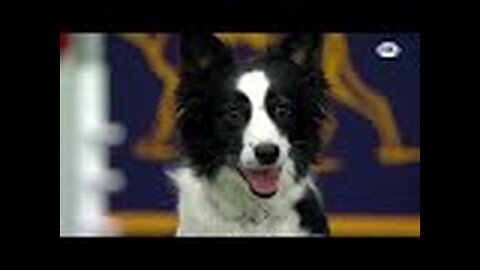 Watch 5 of the best WKC Dog Show moments to celebrate National Puppy Day | FOX SPORTS 2023