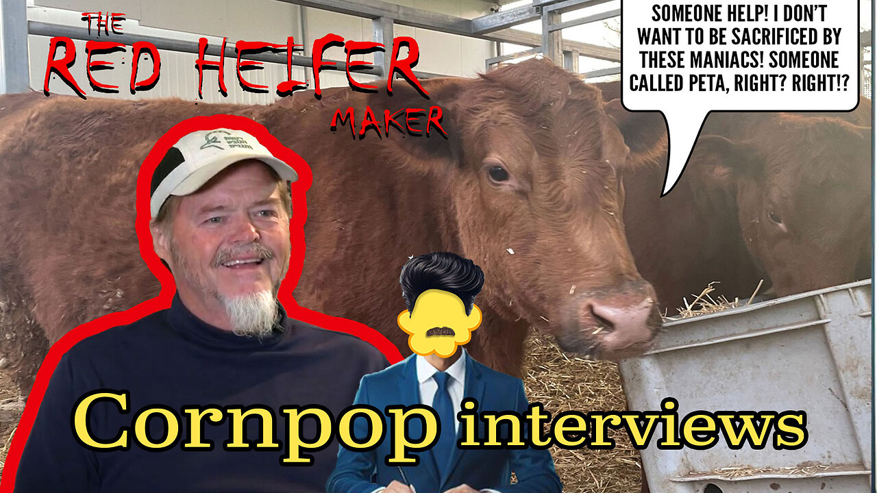 Cornpop interviews Byron Stinson, The Red Heifer breeder