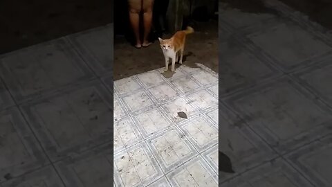 cat in the up kitchen