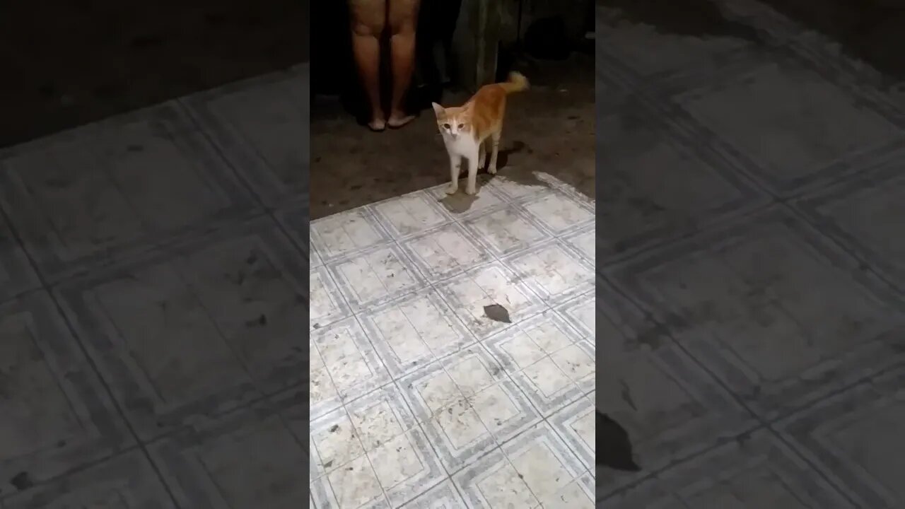 cat in the up kitchen