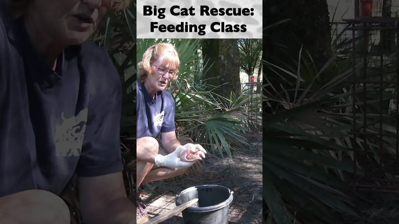 Feeding Class, part 7 of 12 @ Big Cat Rescue