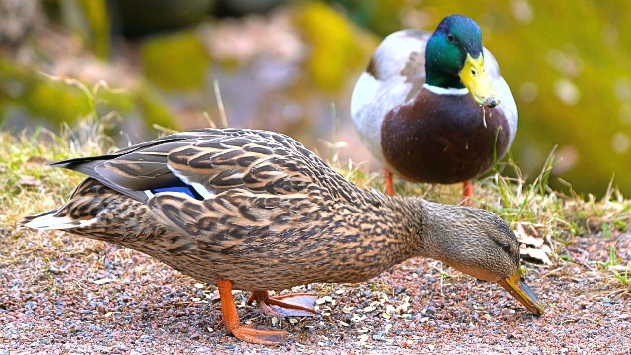 Mallard Duck Couple Having a Romantic Dinner in Japanese Garden