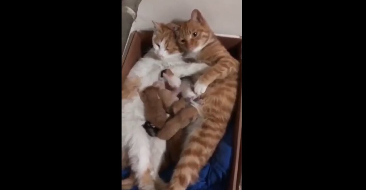 Happy family of cats 🐱