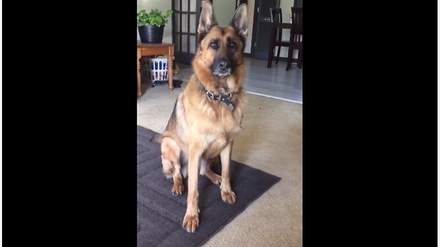 Caring Pooch Thinks Bunny Pet Is Her Baby, And It's Beyond Adorable