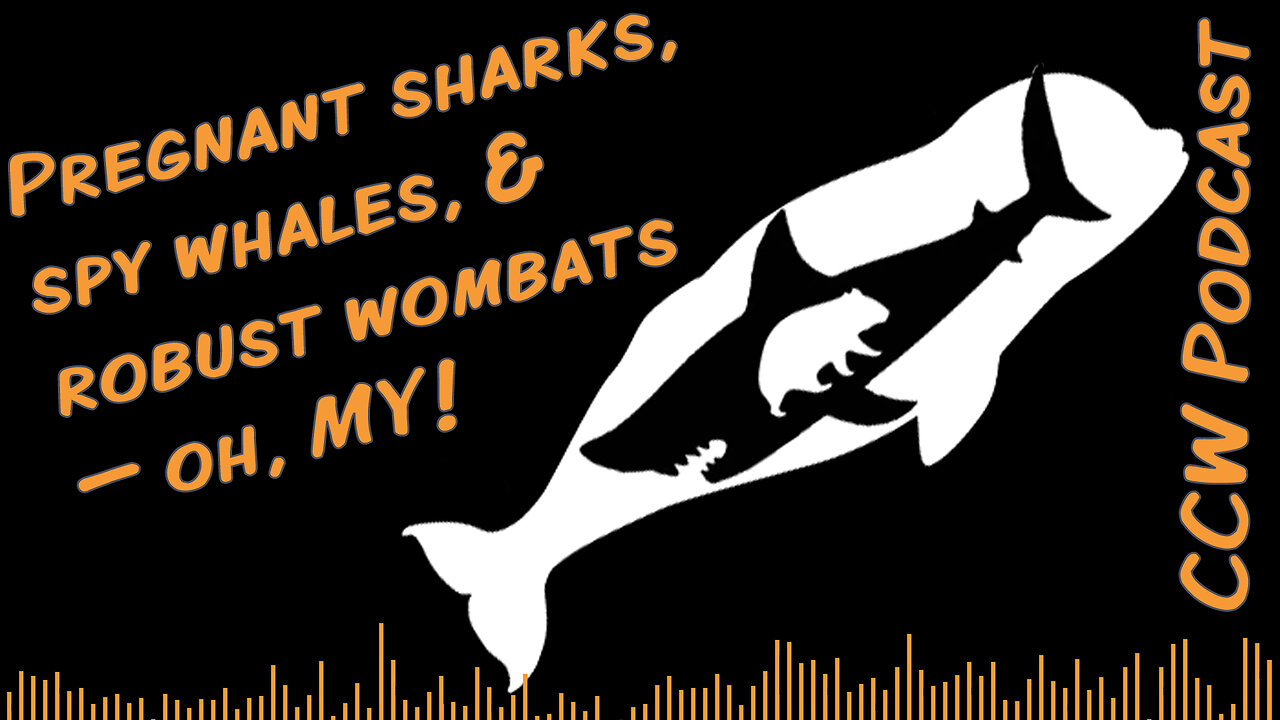 Pregnant sharks, spy whales, and robust wombats — oh, MY!