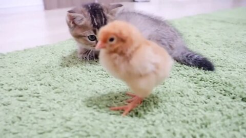 Kitten who want to sleep vs Chicks who don't want her to sleep