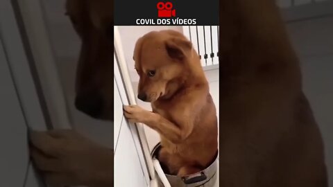 Esse cachorro ficou de castigo