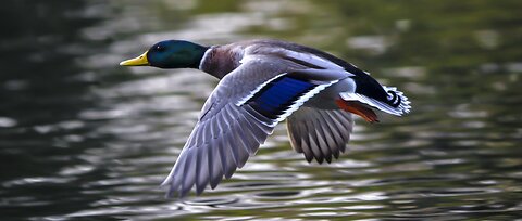 Most Beautiful natural scenery with Birds 💯🥀👍