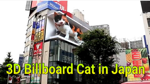 3D Billboard Cat in Japan 🐱