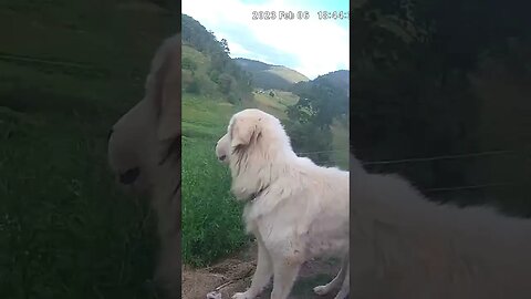Maremma on watch duty