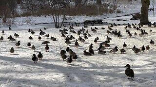 The mighty ducks of James Gardens pond