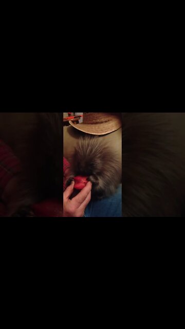 Baby porcupine eating a plum in the 701. #shorts
