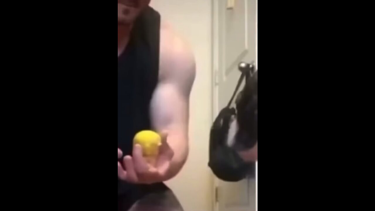 animal magic trick cute dog