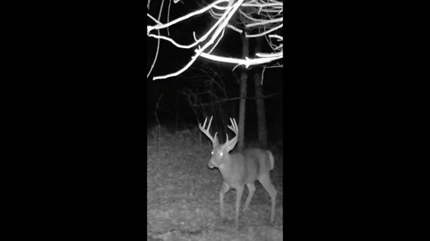 HUGE Target Buck