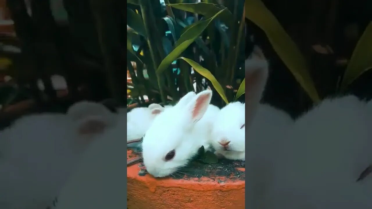 beautiful Rabbits Resting On A Pot and plants 🐰🌱#shorts #bunnies