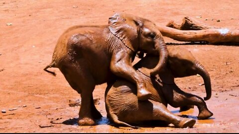 Most Funny and Cute Baby Elephants Videos