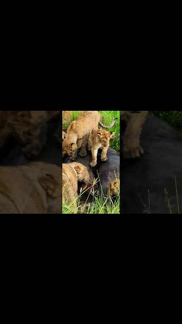 Floating Restaurant For Lions? #shorts | #ShortsAfrica