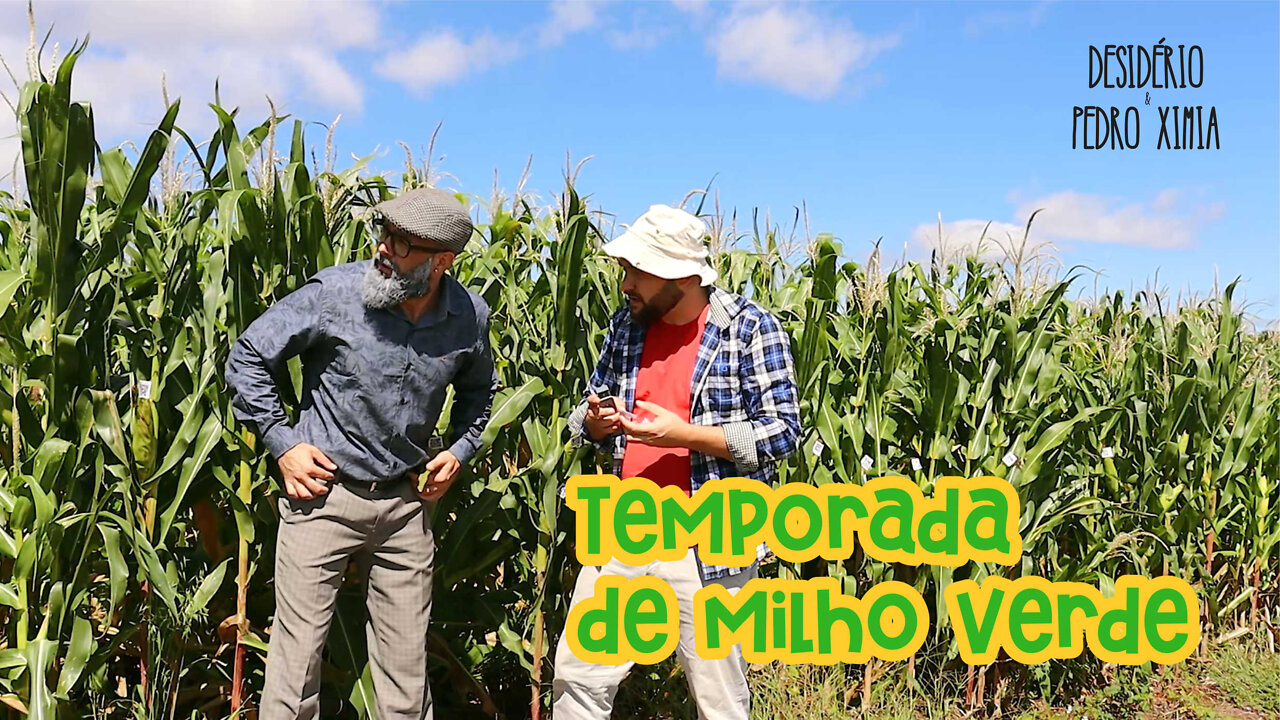 Temporada de milho verde