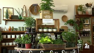 Plant shop featuring local artists opens during pandemic