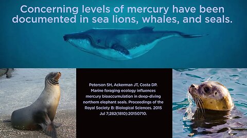 Concerning Levels of Mercury Have Been Documented in Sea Lions, Whales, and Seals