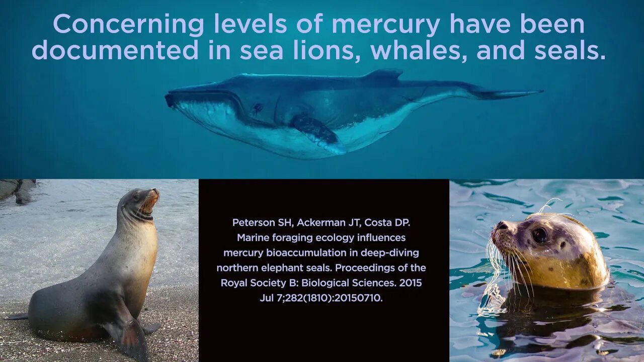 Concerning Levels of Mercury Have Been Documented in Sea Lions, Whales, and Seals