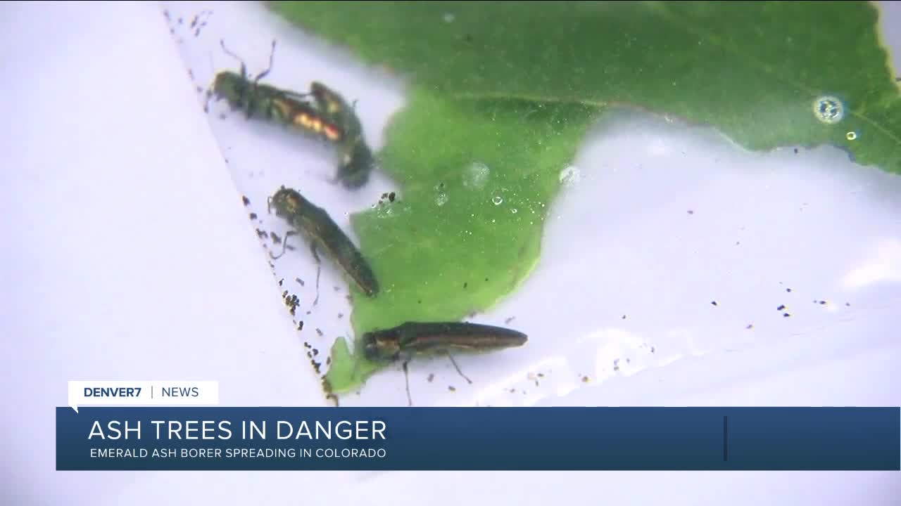 Emerald Ash Borer continuing to spread in Colorado