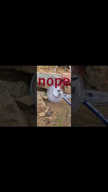 A spider celebrates the new year