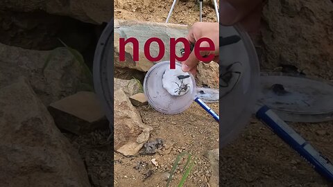 A spider celebrates the new year