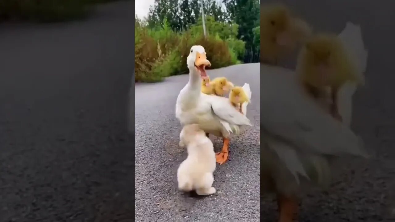 mother hood duck||funny family|| #shorts #ytshorts @Gigox||baby duck||try not to laugh|Funny videos