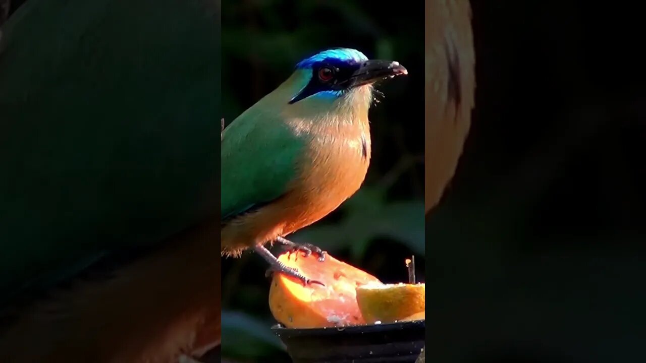 Amazonian Motmot Brazil