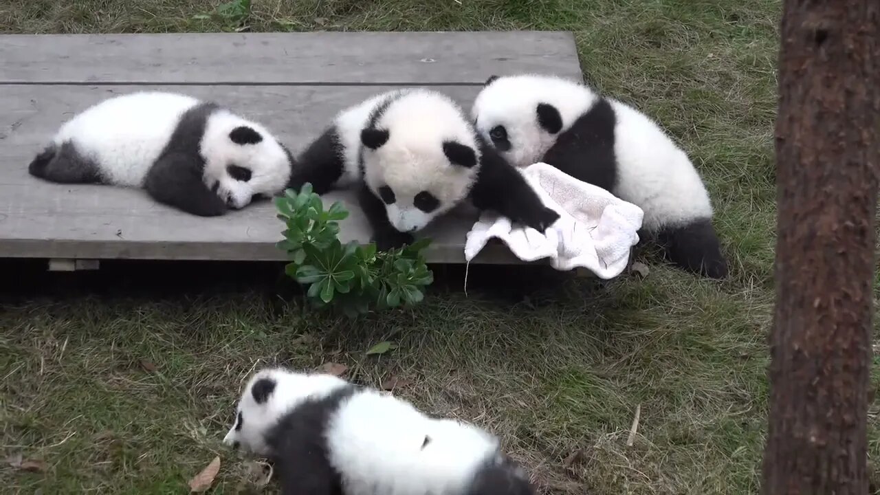 We should save our pandas3