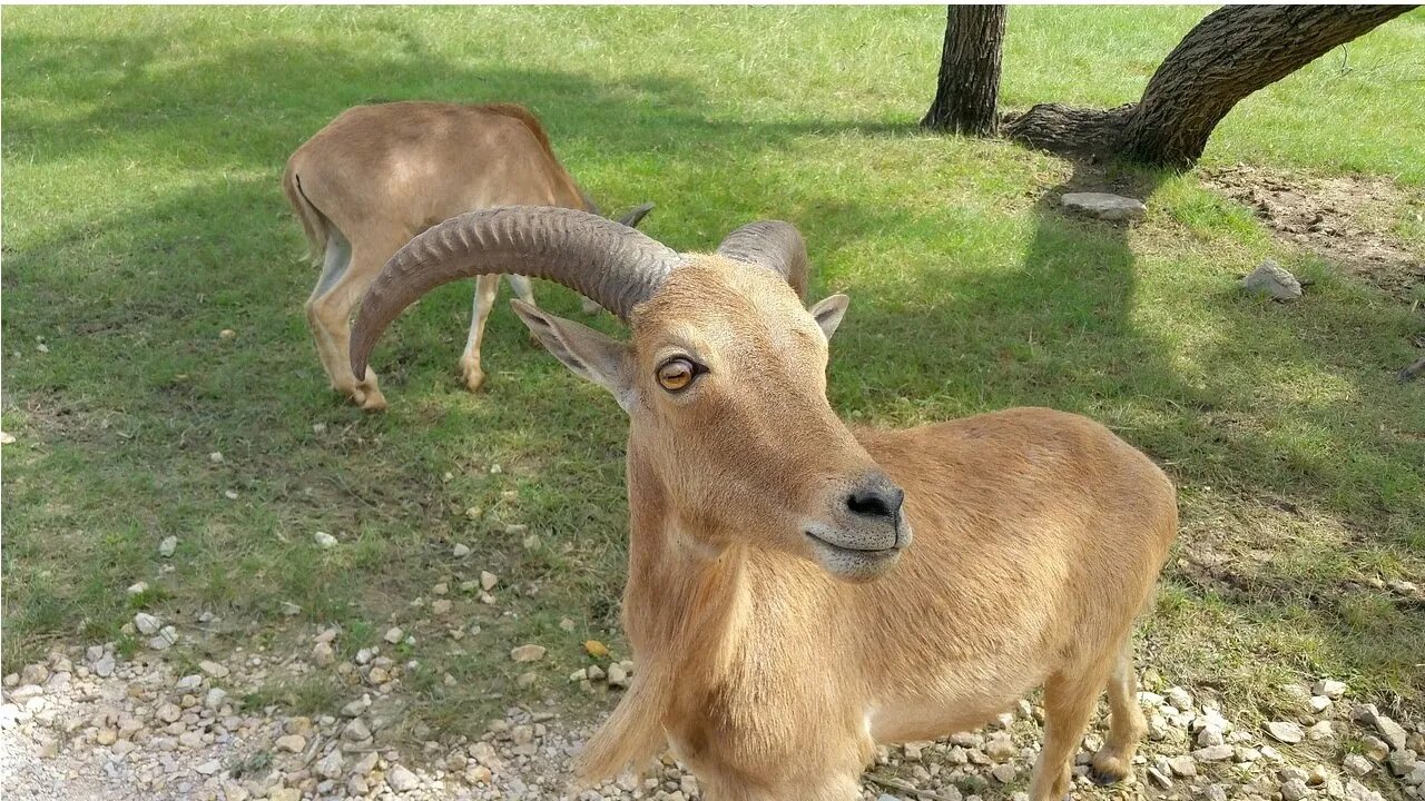 - COMO ENCONTRAR VÁRIOS VÍDEOS DE #cabras