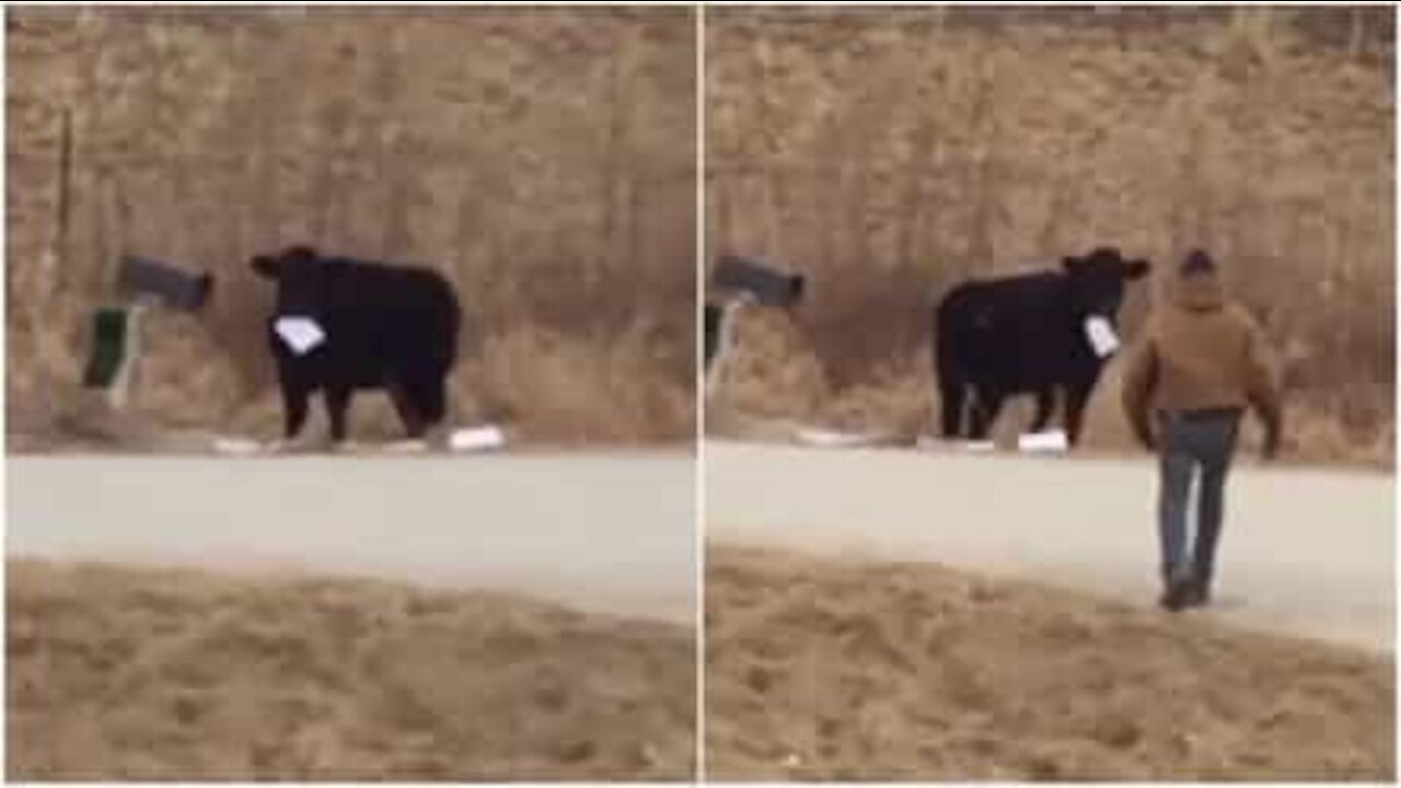 Affamée, une vache vole une lettre d'une boîte à lettres pour la manger