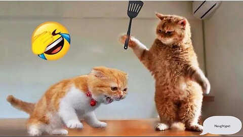 Funniest Animal's 😂 New funny Cats and Dogs videos🐶