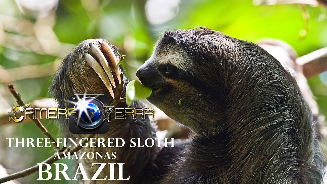 🌎 Three-Fingered Sloth (Bradypus) | 2021