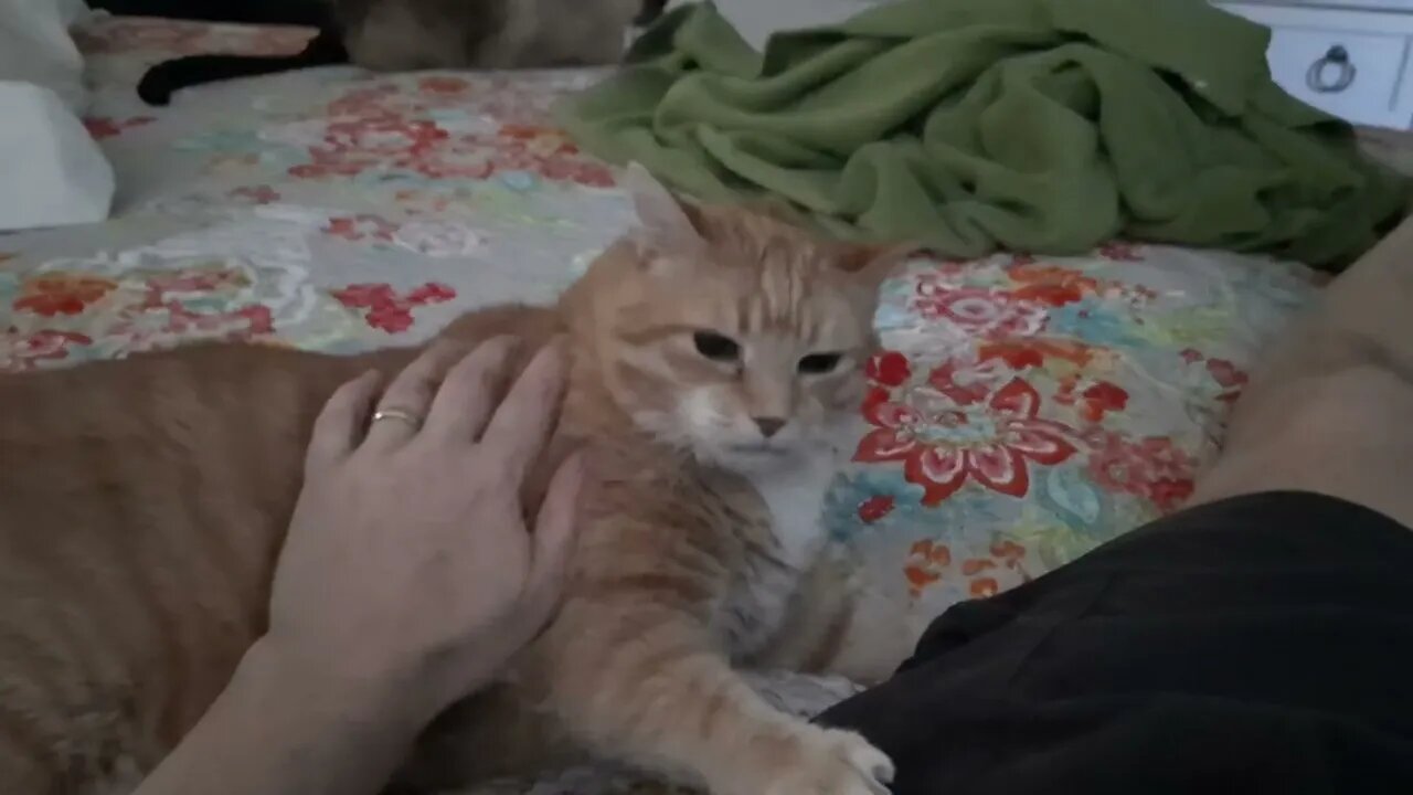 Cat Loves to Scratch People