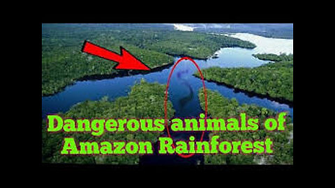 Top 10 most dangerous animals of Amazon rainforest.