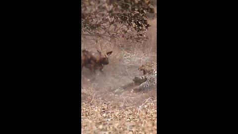 Wild dogs vs leopard