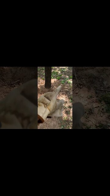 Green Briars and Rhizomes #livingcooper