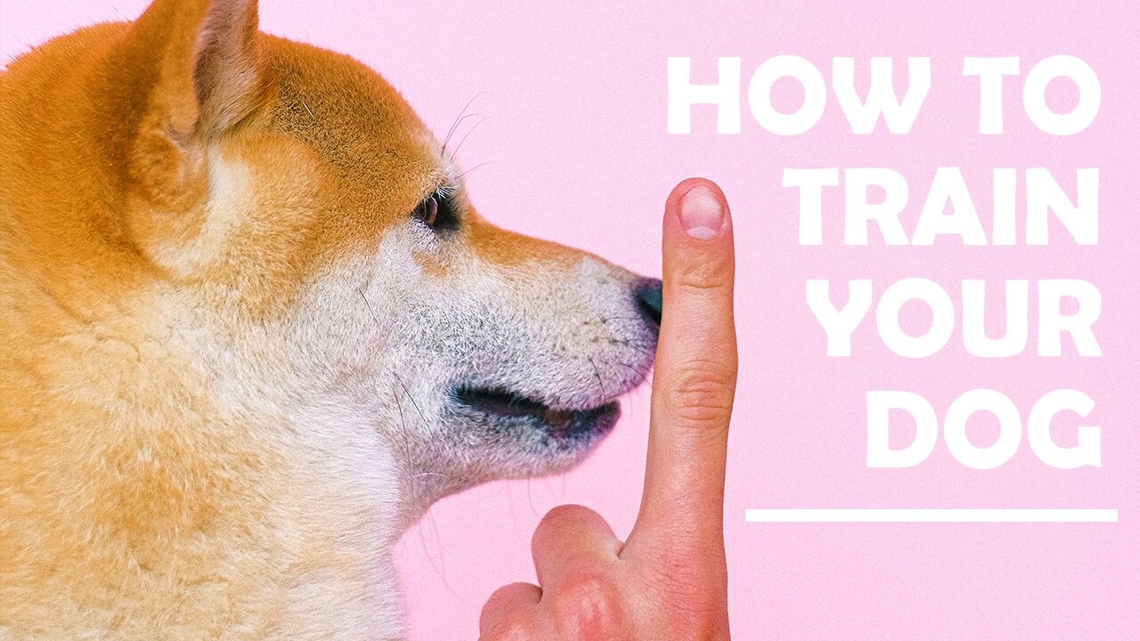 Dog training on 10 essential commands for your furry friend