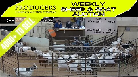 2/14/2023 - Producers Livestock Auction Company Sheep & Goat Auction