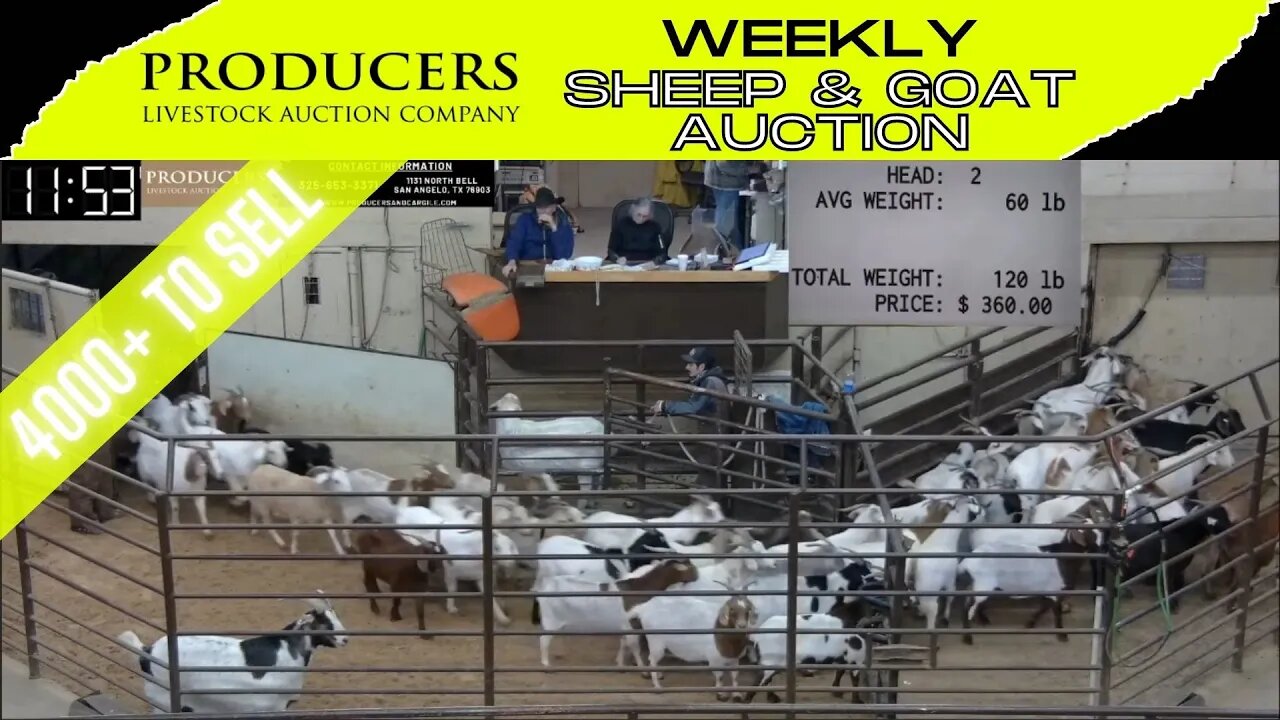 2/14/2023 - Producers Livestock Auction Company Sheep & Goat Auction