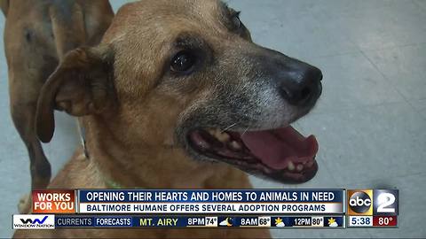 DogFest raises money for animal care, adoption programs at the Baltimore Humane Society