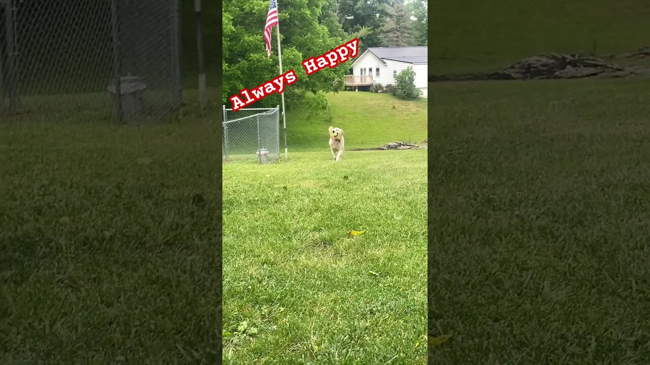 Sailing with Smiles: The Happiest Golden Retriever's Journey #GoldenRetriever #Shorts #PrepperBars.