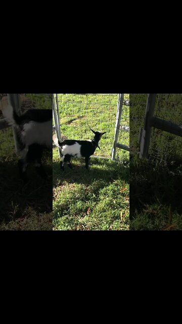 Visiting cute cute baby goats
