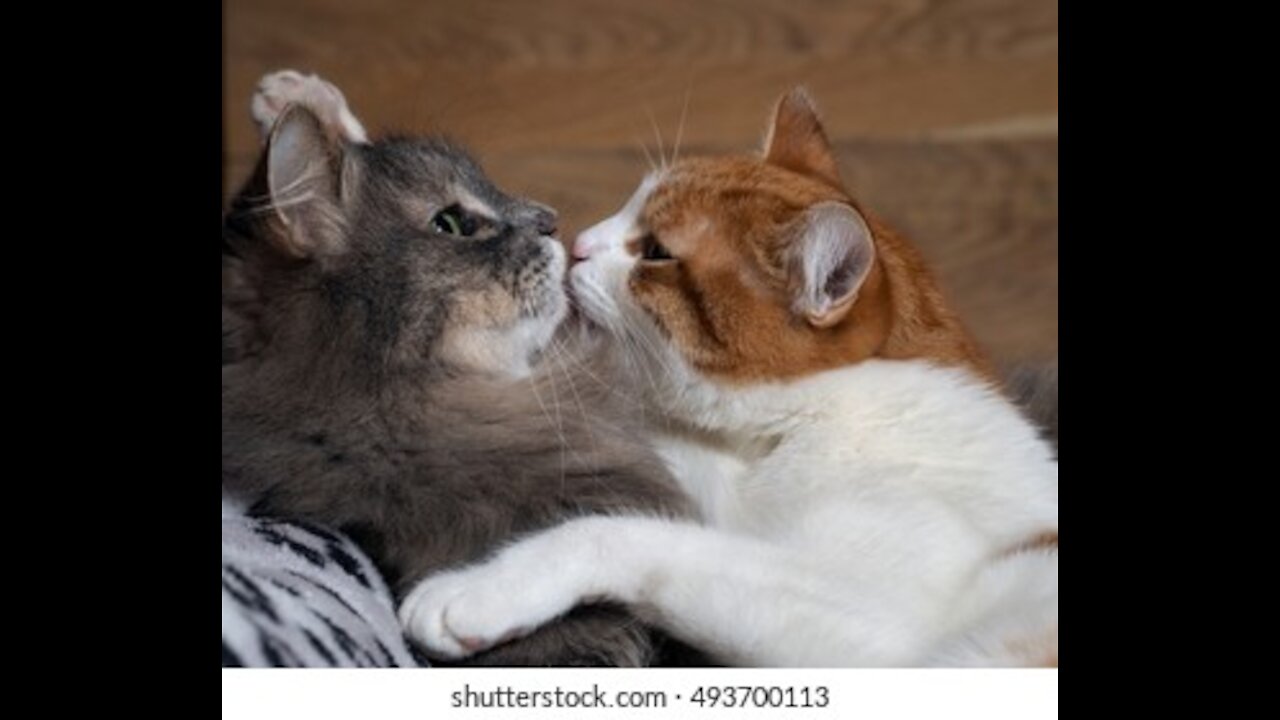 Cat vs cat kiss