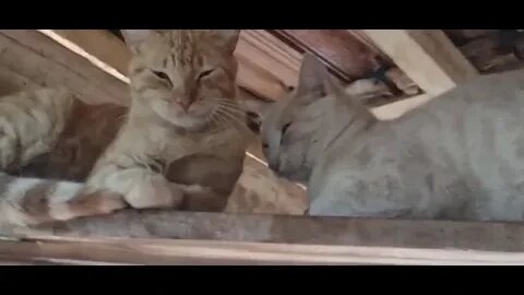 Robertao apresentando o Marcao e o Pedro seus gatos do sitio kkkk