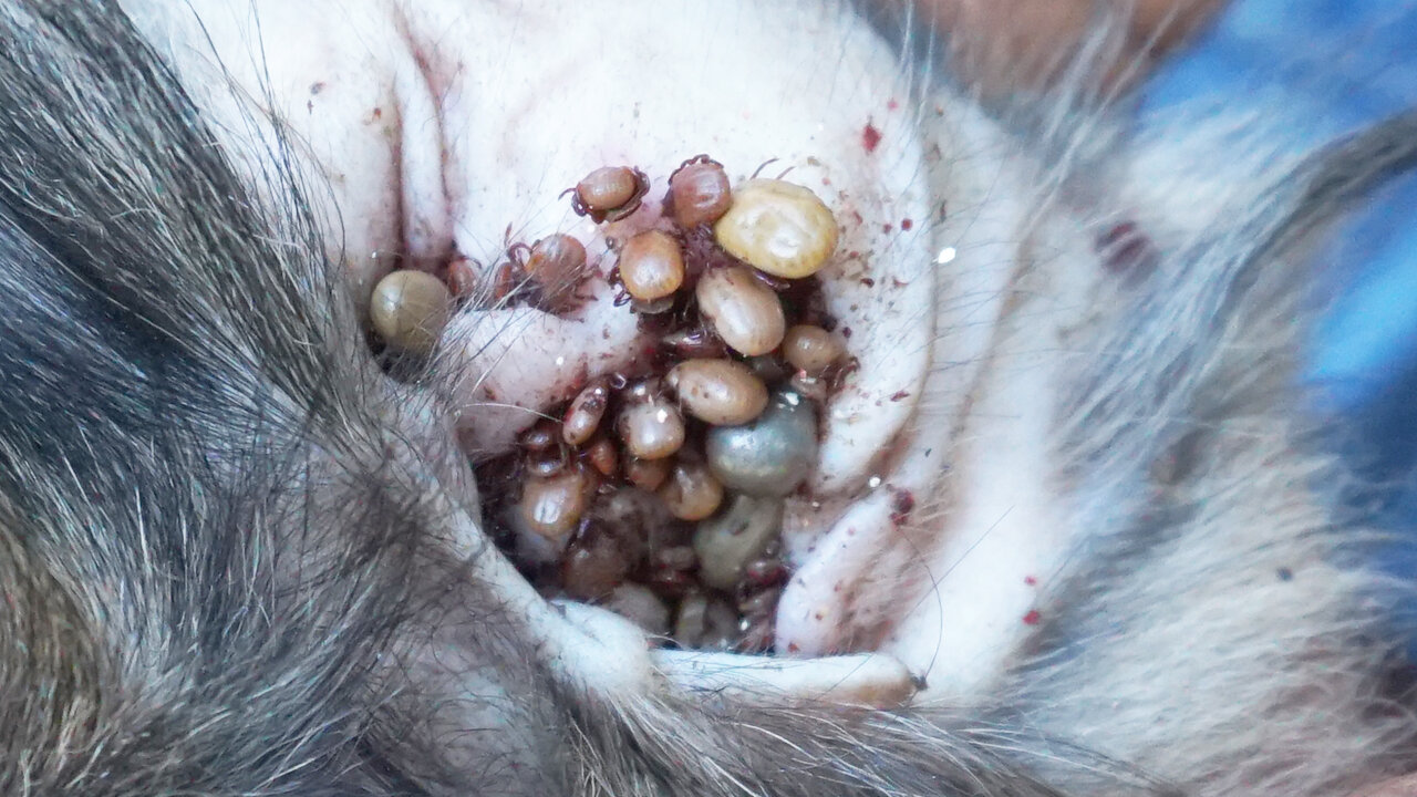 How to remove tick on ear of puppy with tweezer
