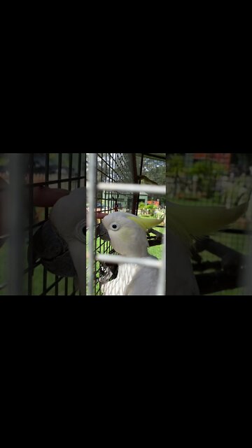 Petting blind cockatoo